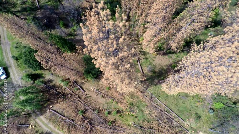 4K overhead looking down on a huge Ponderosa Pine tree falling to the ...