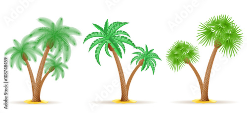 palm tree vector illustration