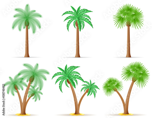 palm tree vector illustration