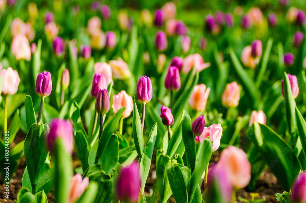 Tulipan Tulipan
