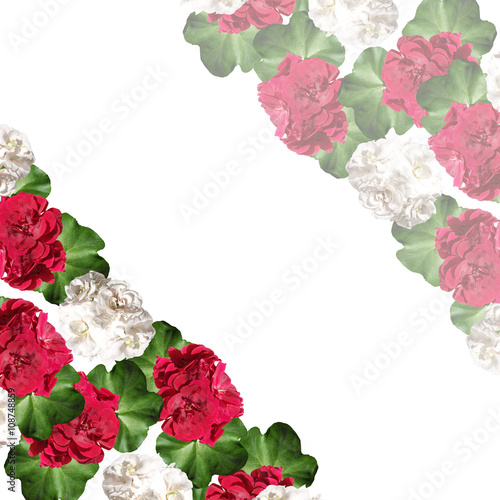Fototapeta Naklejka Na Ścianę i Meble -  Floral background. Pelargonium. Isolated 