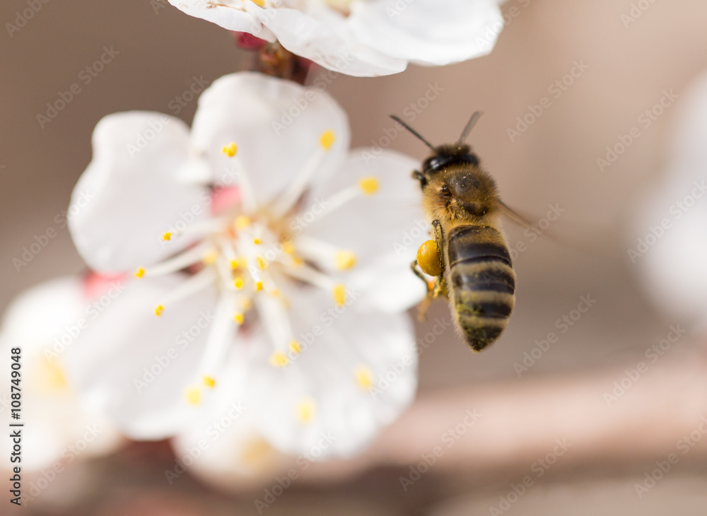 bee in flight in nature bee in flight in nature
