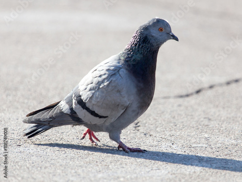 portrait of pigeon on nature © schankz