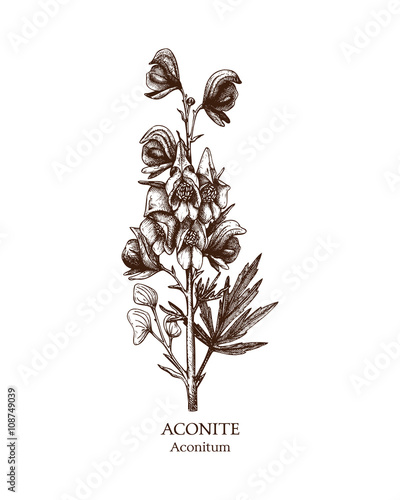 Botanical illustration of Aconite. Vintage Hand drawn sketch of poisonous plant - Aconitum.