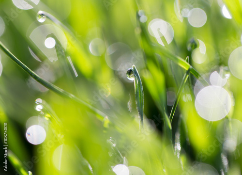 drops of dew on the green grass in nature. macro