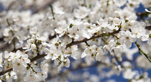 flowers on the tree against the blue sky