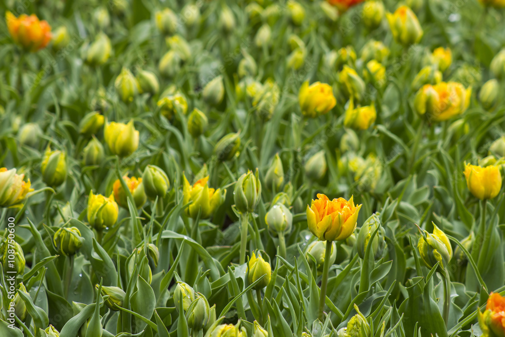 tulips in Keukenhof, Netherlands