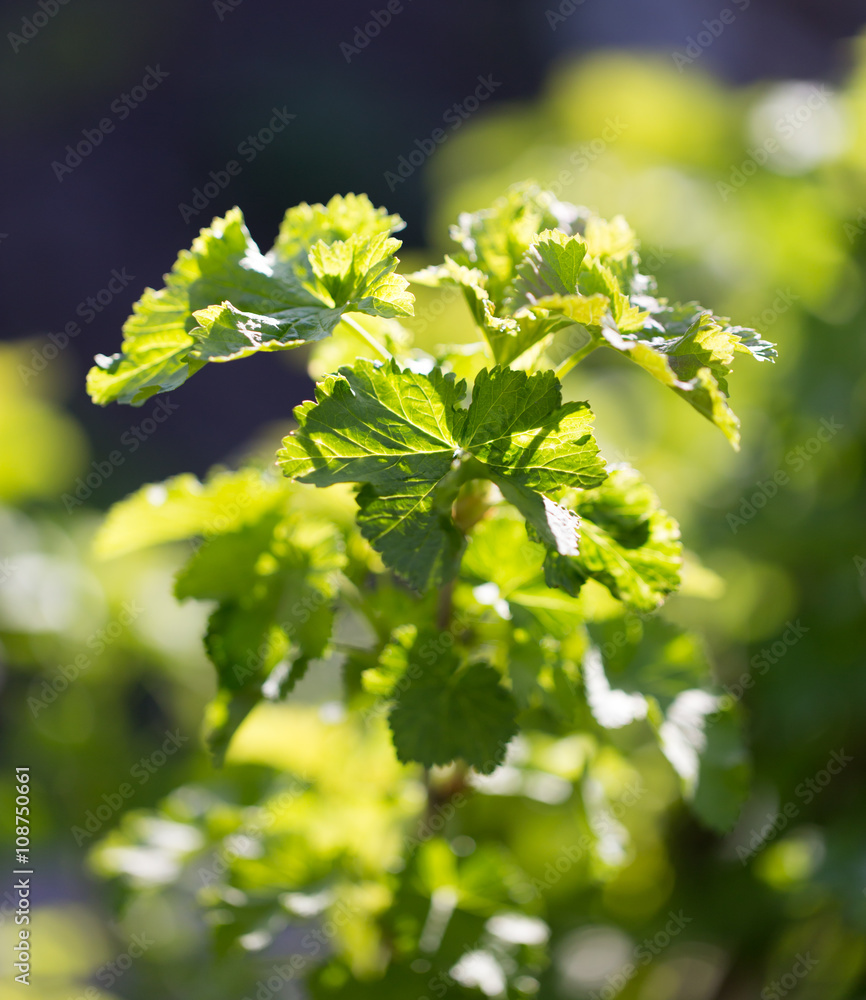 Fototapeta premium small leaves on a tree in spring. macro