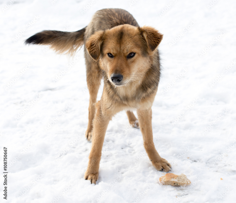 dog portrait outdoors in winter dog portrait outdoors in winter