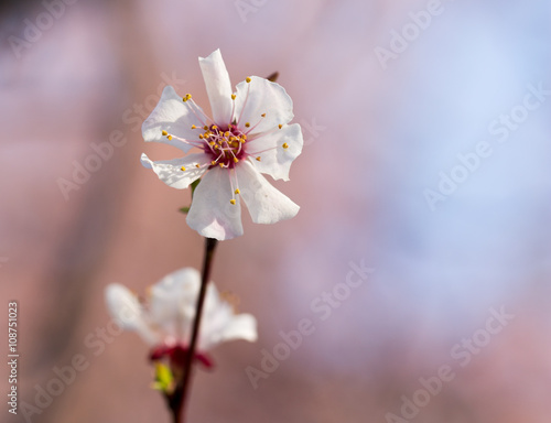 flowers on the tree in nature...