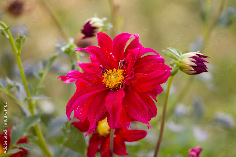 beautiful flower in nature beautiful flower in nature