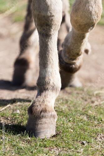 the horse's hooves on the nature