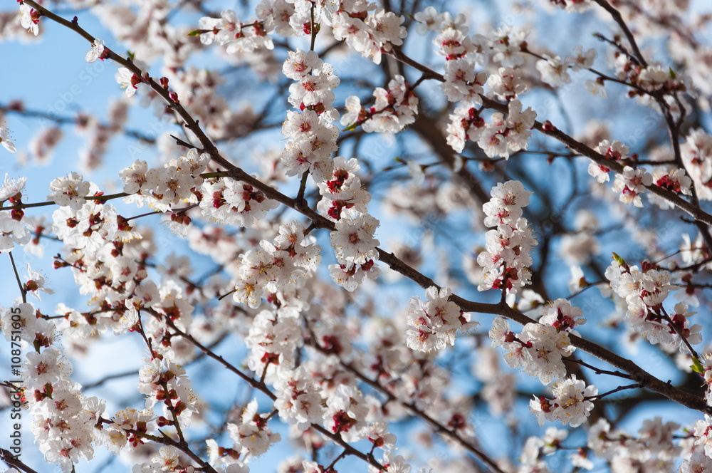 Apricot tree flower, seasonal floral nature background Apricot tree flower, seasonal floral nature background