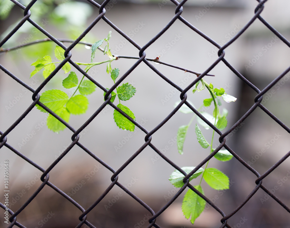 Naklejka premium the leaves on the plant for metal mesh