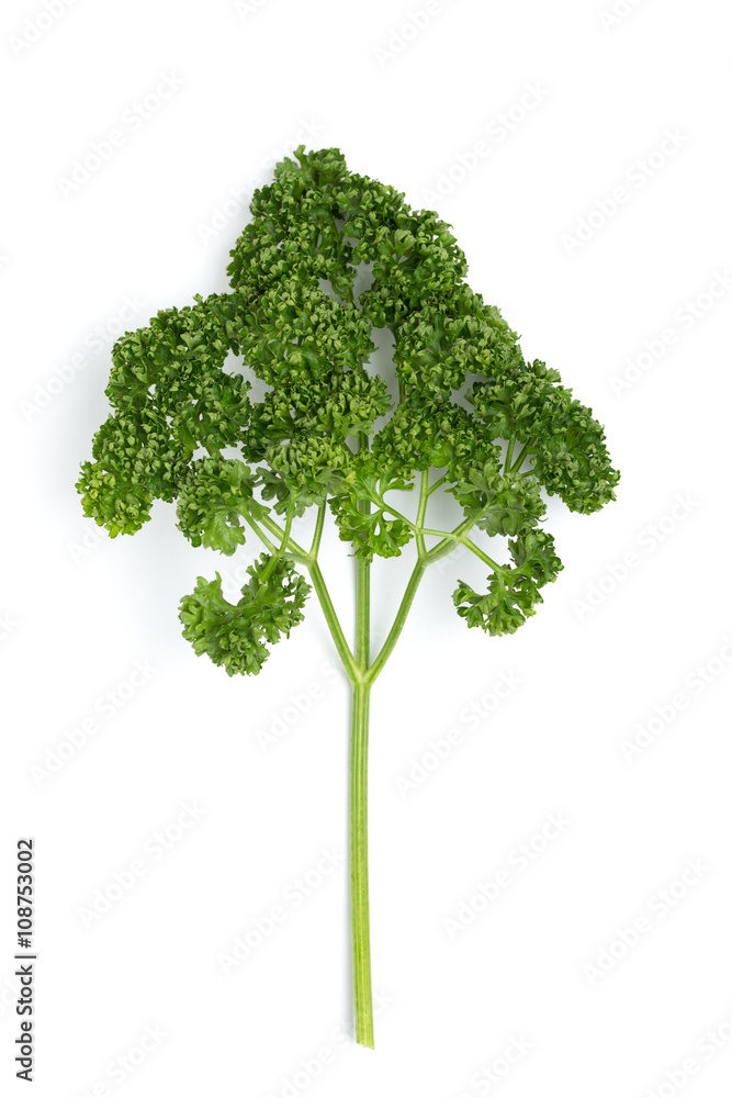 Obraz premium パセリ