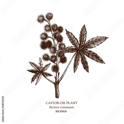 Photos Botanical illustration of Castor oil plant