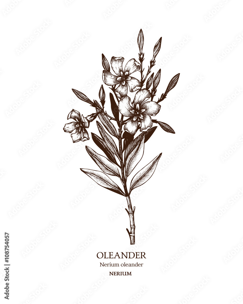 Botanical illustration of Oleander. Vintage Hand drawn sketch of ...