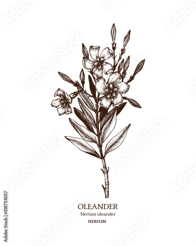 Botanical illustration of Oleander. Vintage Hand drawn sketch of poisonous plant - Nerium oleander.