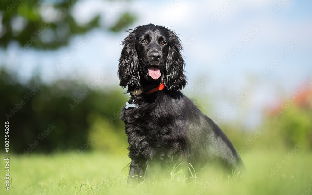 Black Cocker Spaniel in garden portrait Black Cocker Spaniel in garden portrait