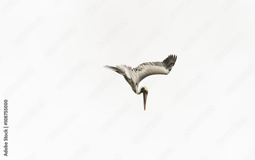 Fototapeta premium Pelican Diving