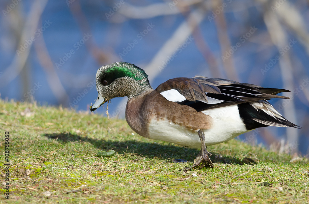 American Wigeon Feasting on the First Grass of Spring American Wigeon Feasting on the First Grass of Spring