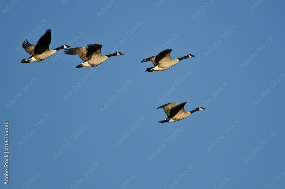 Small Flock of Canada Geese Flying in a Blue Sky