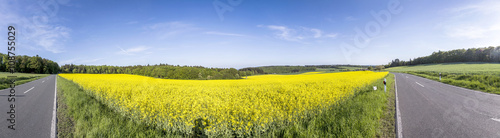 Spring countryside of yellow rapeseed fields in bloom