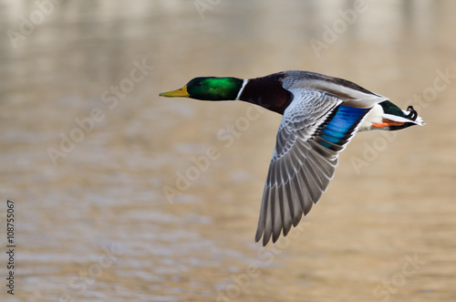 Mallard Duck Flying Low Over the River