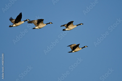 Small Flock of Canada Geese Flying in a Blue Sky