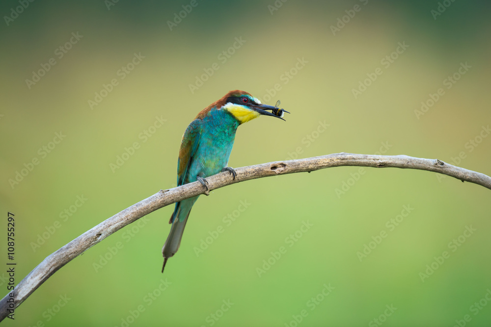 Obraz premium Bee-eater eating an insect