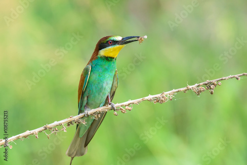 Bee-eater eating an insect