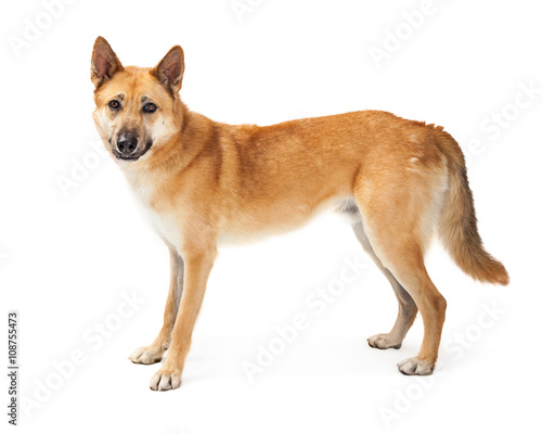 German Shepherd Dog Profile Over White
