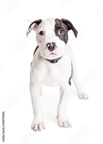 Pit Bull Puppy Looking