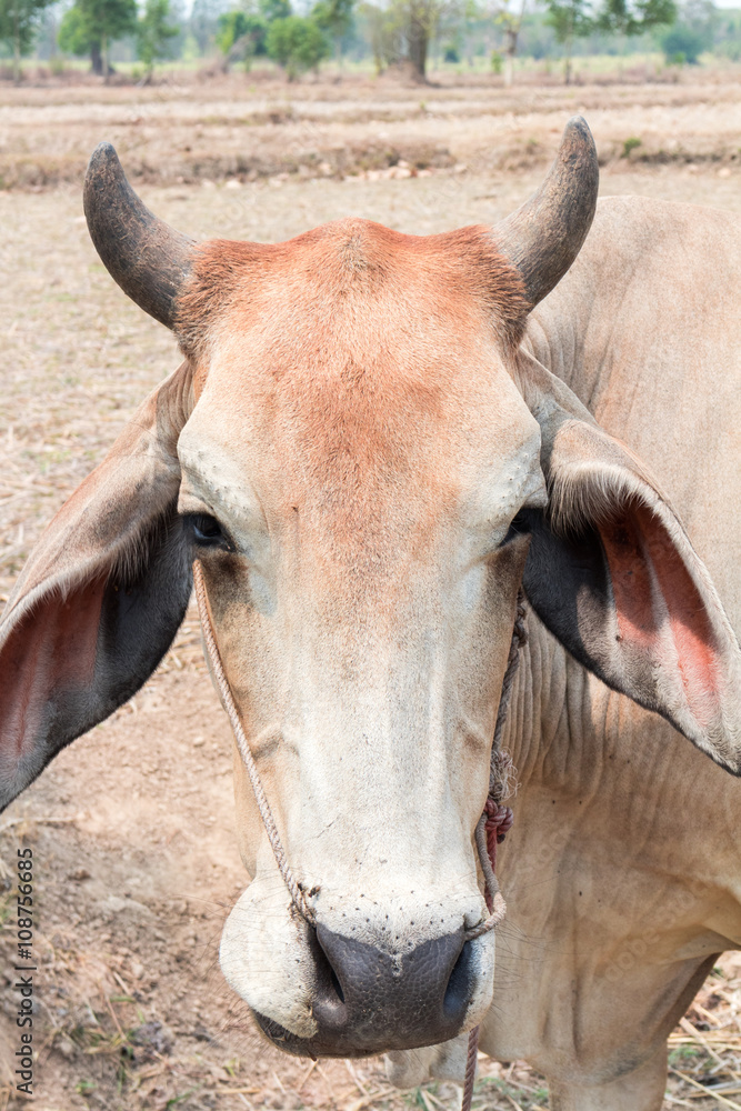 Closeup face cow, soft and blur focus Closeup face cow, soft and blur focus