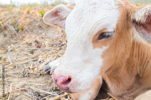 Closeup face young calf one week old, soft and blur focus