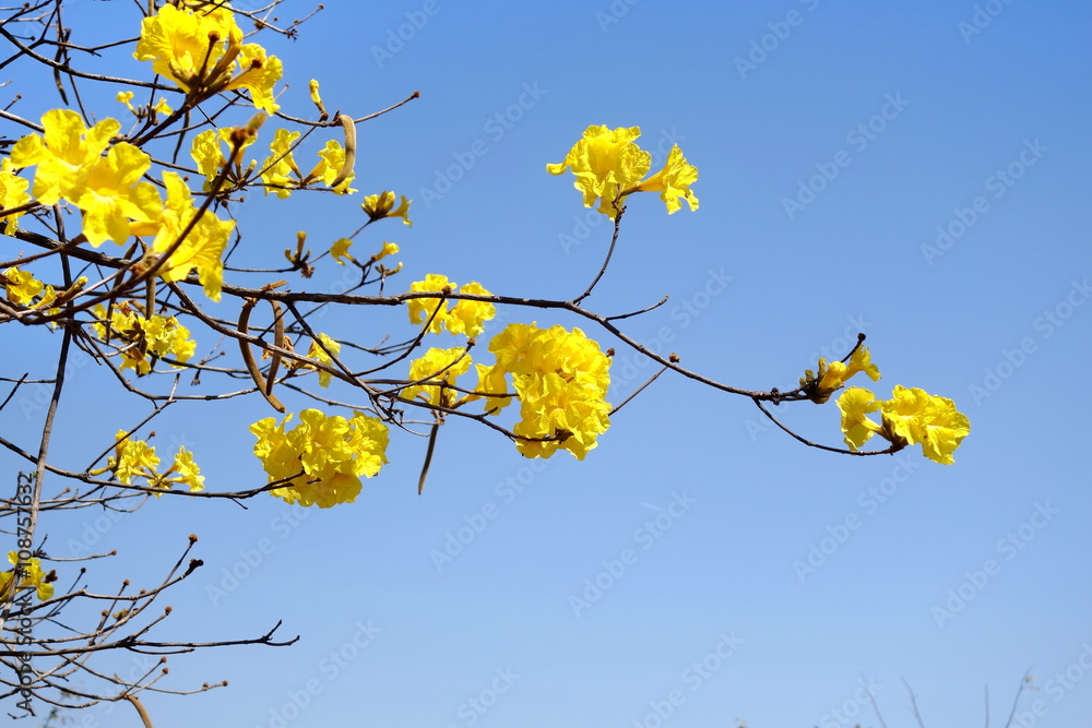 Yellow tabebuia flower on background blue sky. Yellow tabebuia flower on background blue sky.