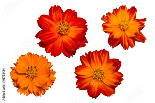 Marigold red, orange and yellow 4 flowers © praethip