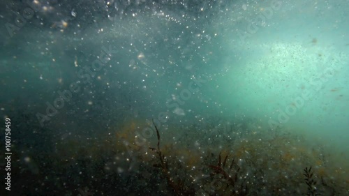 Underwater view of ocean thick with plankton at Goat Island marine reserve, New Zealand  photo
