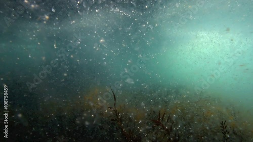 Underwater view of ocean thick with plankton at Goat Island marine reserve, New Zealand 
