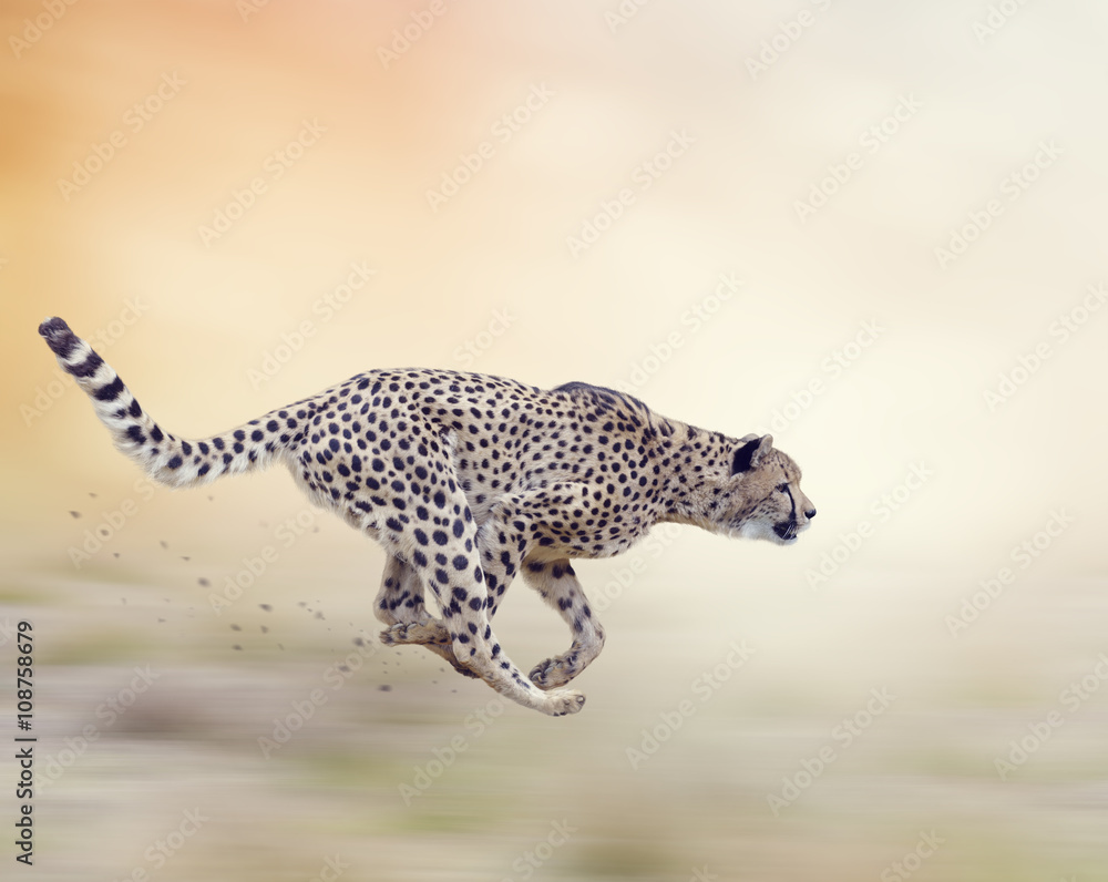 Obraz premium Cheetah (Acinonyx jubatus) Running