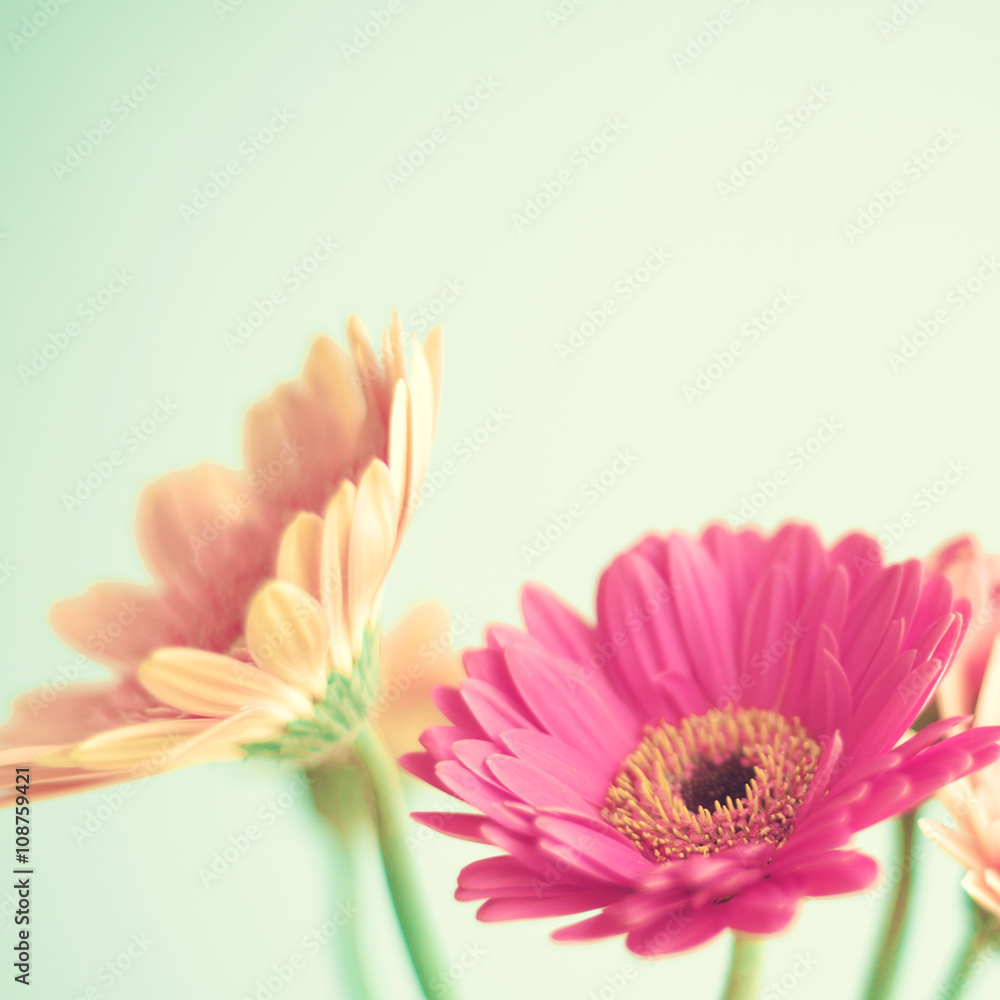 Pink flowers over mint background Pink flowers over mint background