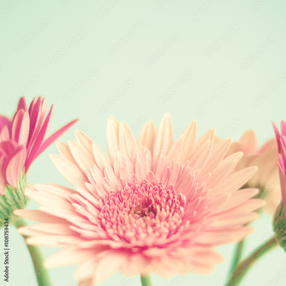 Pink flowers over mint background