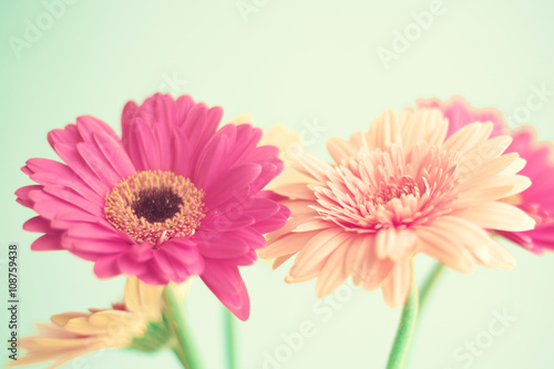 Canvas Print Pink flowers over mint background