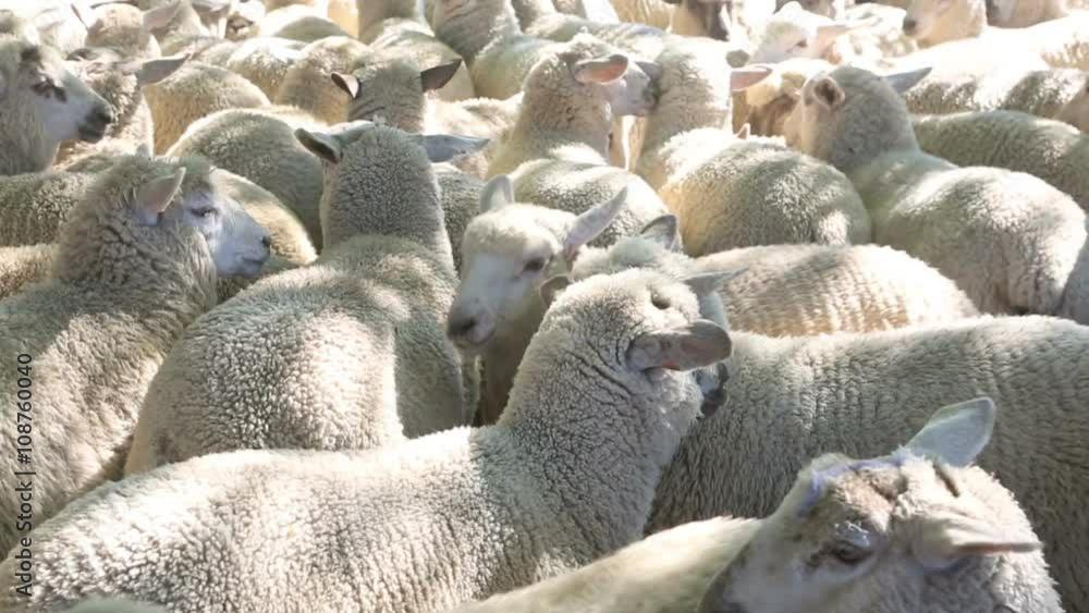 Flock of sheep in farm yard, New Zealand Flock of sheep in farm yard, New Zealand