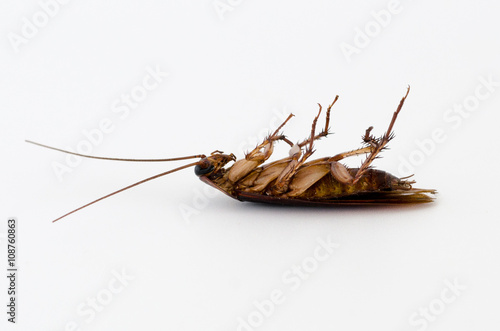 Cockroach isolated on a white background © jitchanamont