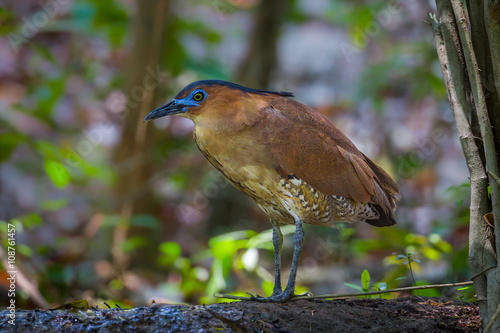  Rare Malayan Night Heron (Gorsachius melanolophus)  