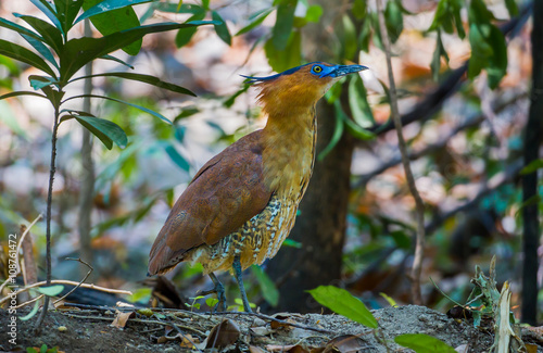  Rare Malayan Night Heron (Gorsachius melanolophus)  