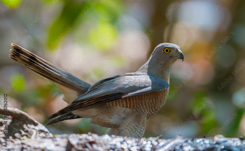 Close up of Shikra (Accipiter badius) in real nature in Thailand Close up of Shikra (Accipiter badius) in real nature in Thailand