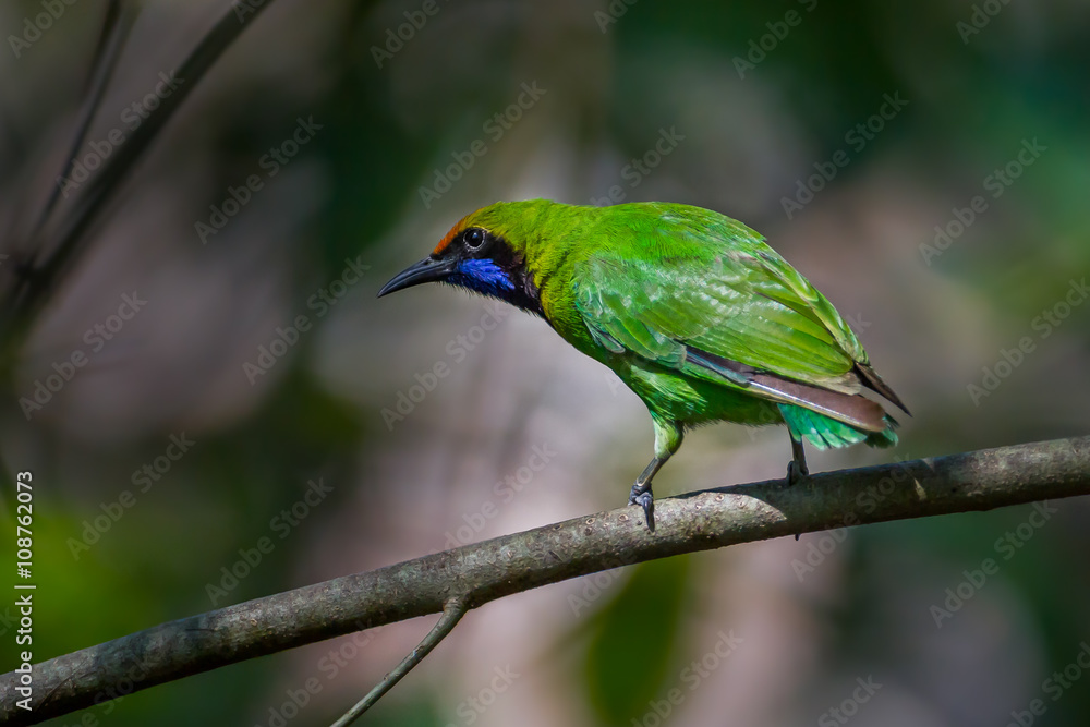 Golden-fronted leafbird (Chloropsis aurifrons)