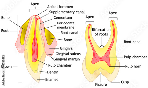 Tooth anatomy, vector